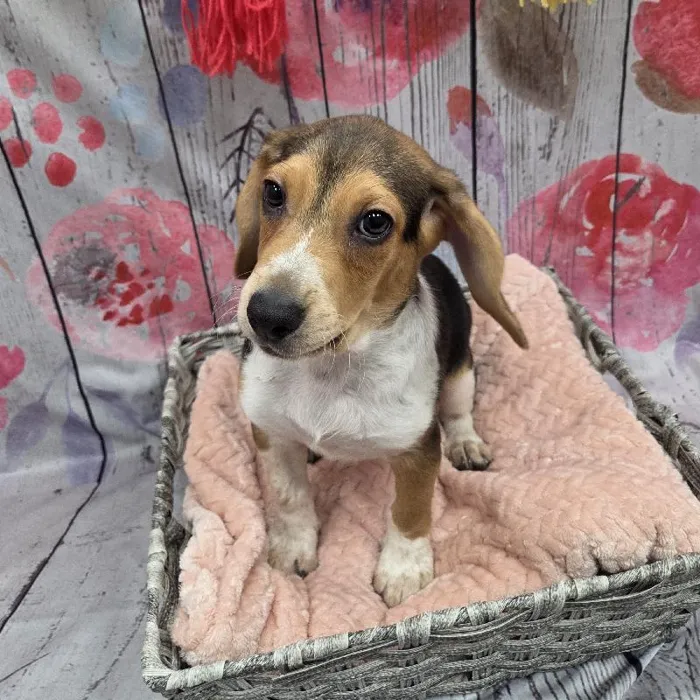 Male Beagle Puppy for Sale in Monroeville, PA
