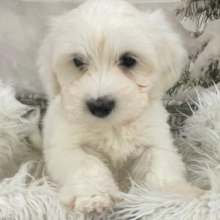 Male Coton De Tulear Puppy for Sale in Monroeville, PA