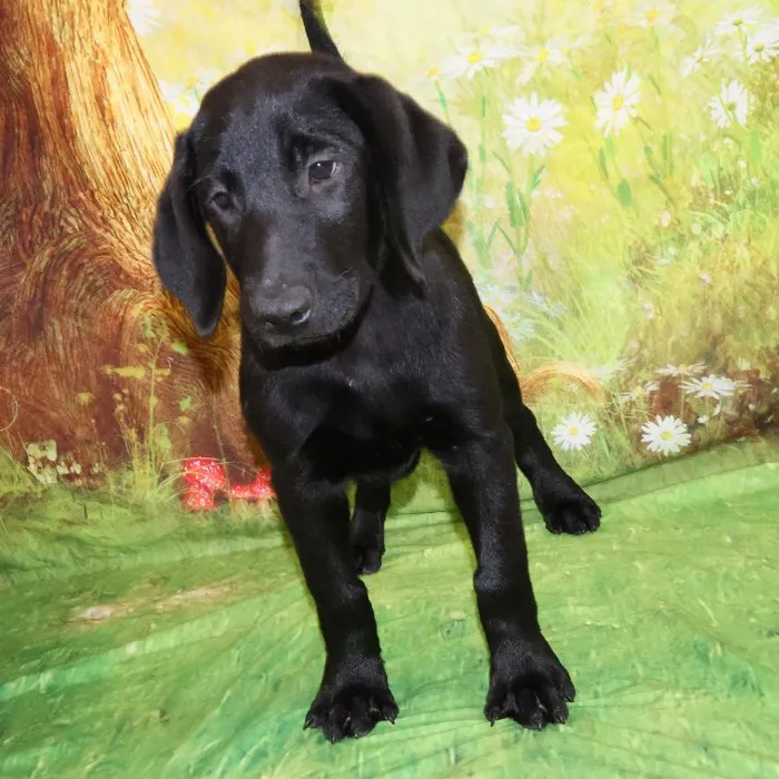 Male Labrador Retriever puppy named Shadow for sale at Petland Monroeville.