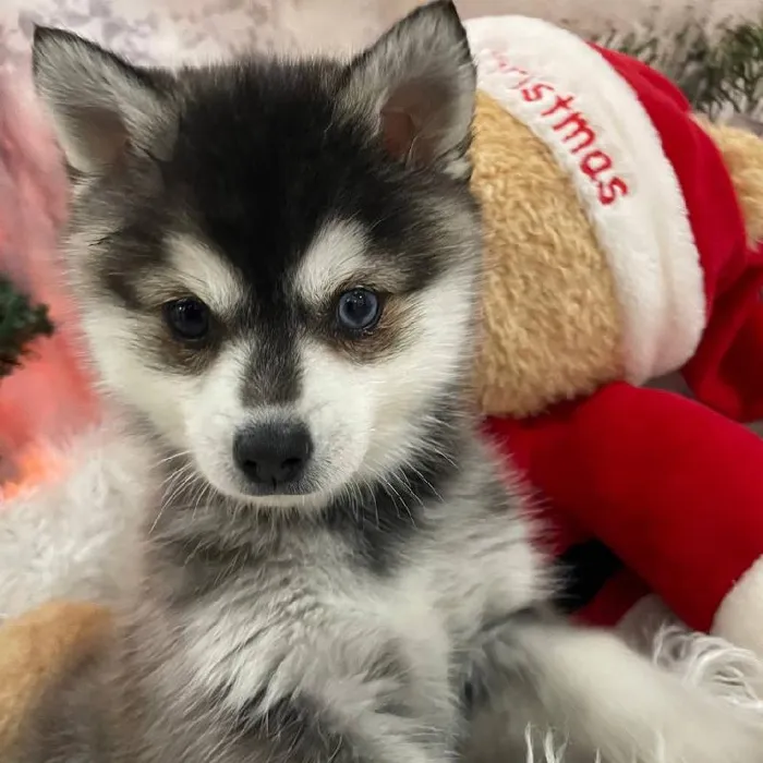 Female Alaskan Klee Kai Puppy for Sale in Monroeville, PA