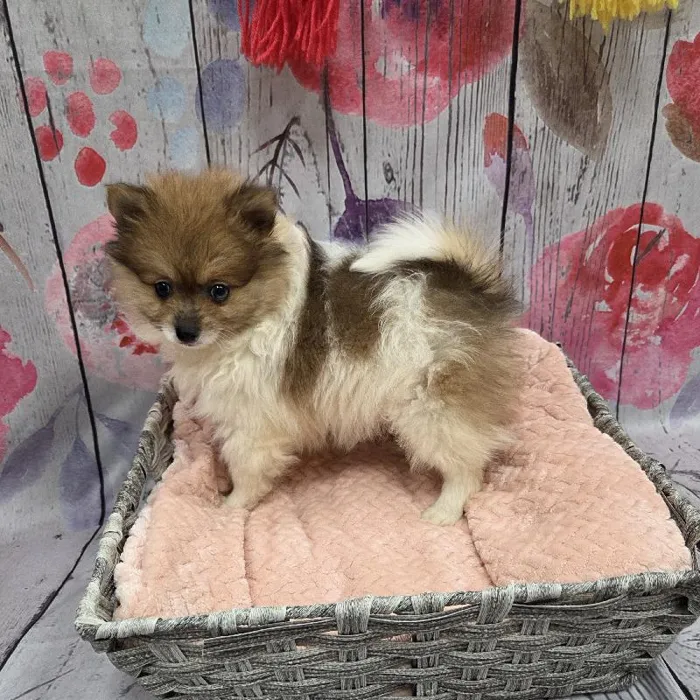 Male Pomeranian Puppy for Sale in Monroeville, PA
