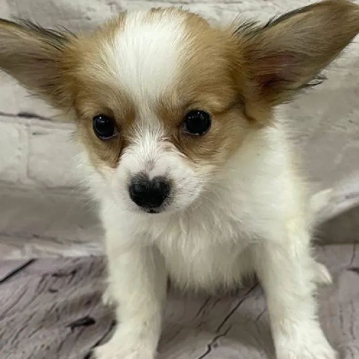 Male Papillon Puppy for Sale in Monroeville, PA