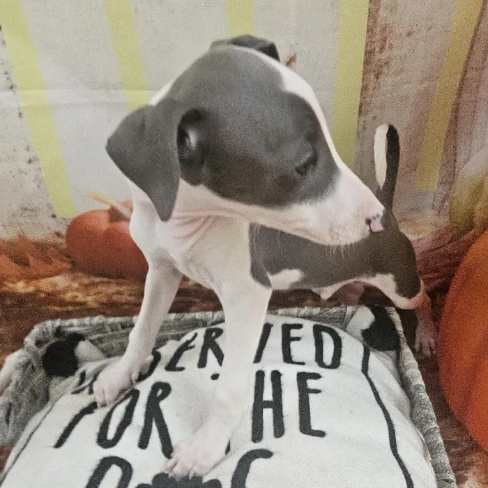 Male Italian Greyhound Puppy for Sale in Monroeville, PA