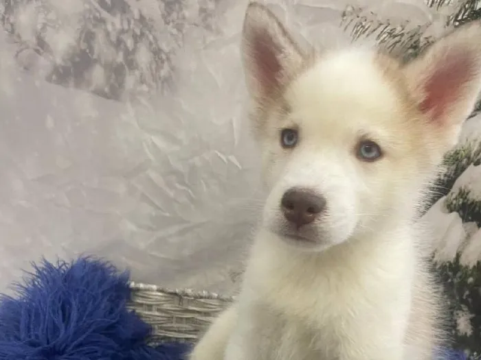 Male Siberian Husky Puppy for Sale in Pittsburgh, PA