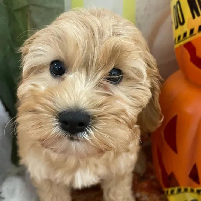 Female Cavapoo Puppy for Sale in Monroeville, PA