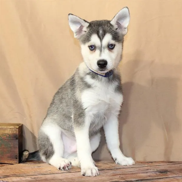 Male Alaskan Klee Kai puppy named Stefan for sale at Petland Monroeville.