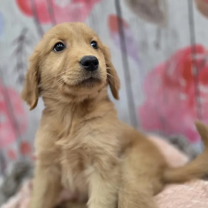 Female Golden Retriever Puppy for Sale in Monroeville, PA
