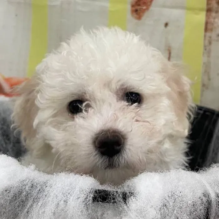Female Bichon Puppy for Sale in Monroeville, PA
