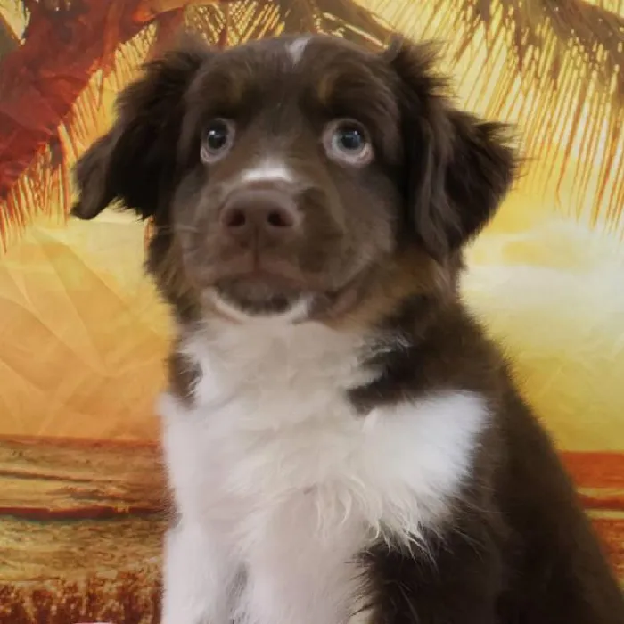 Male Miniature Australian Shepherd Puppy for Sale in Monroeville, PA