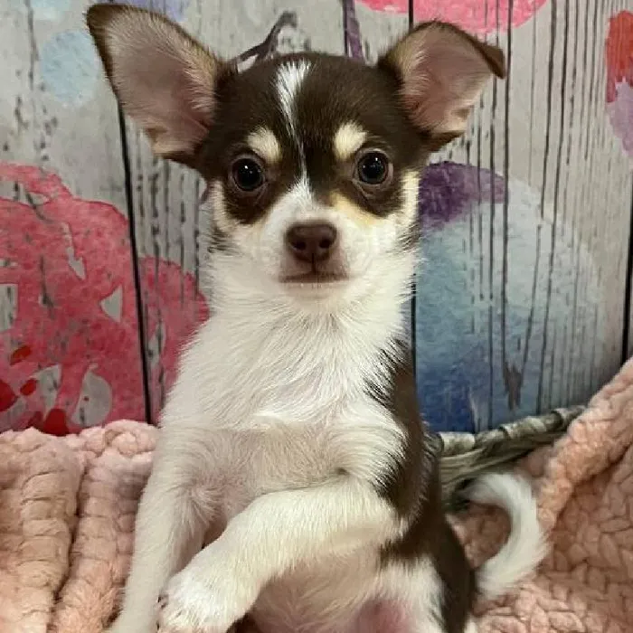 Male Chihuahua Puppy for Sale in Monroeville, PA