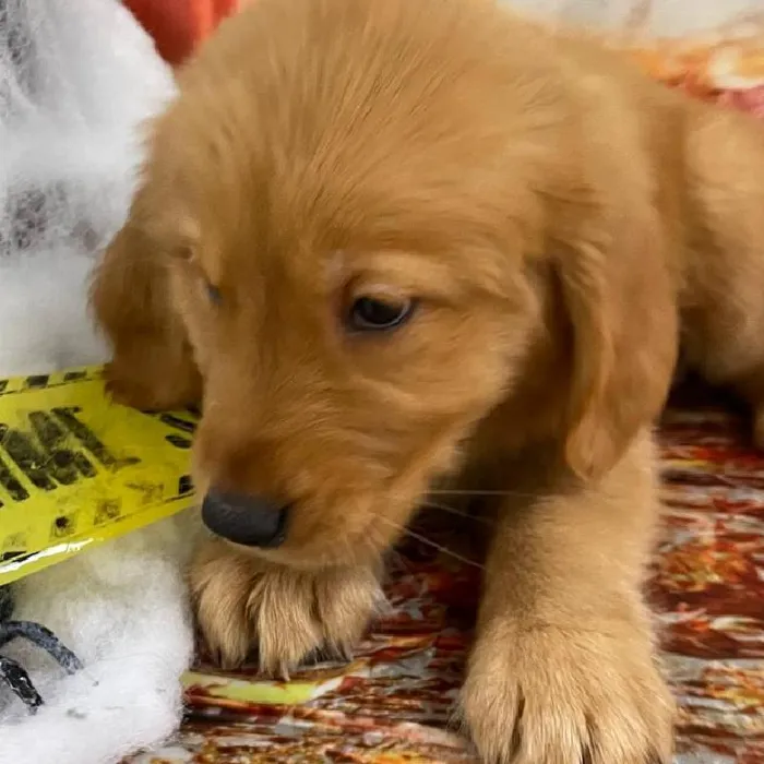 Female Golden Retriever Puppy for Sale in Monroeville, PA