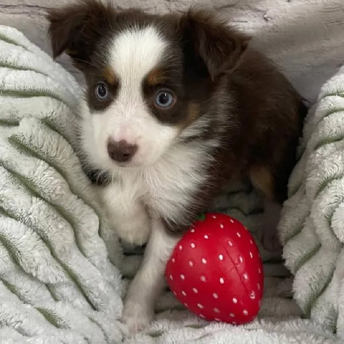 Male Toy Australian Shepherd Puppy for Sale in Monroeville, PA