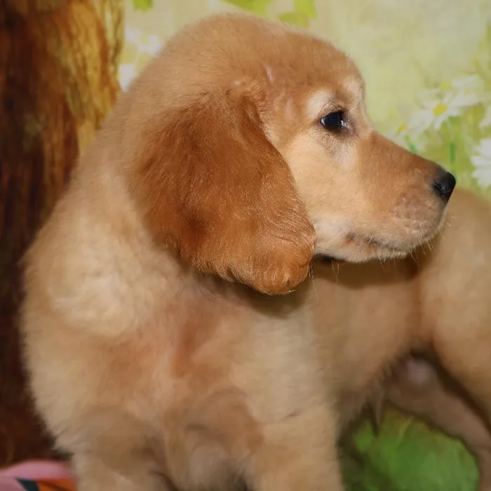 Male Golden Retriever puppy named Kol for sale at Petland Monroeville.