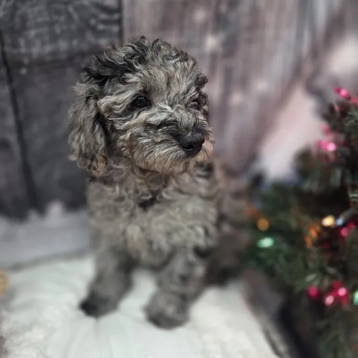 Male Mini Goldendoodle Puppy for Sale in Monroeville, PA