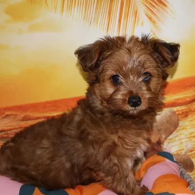 Male Yorkie Puppy for Sale in Monroeville, PA