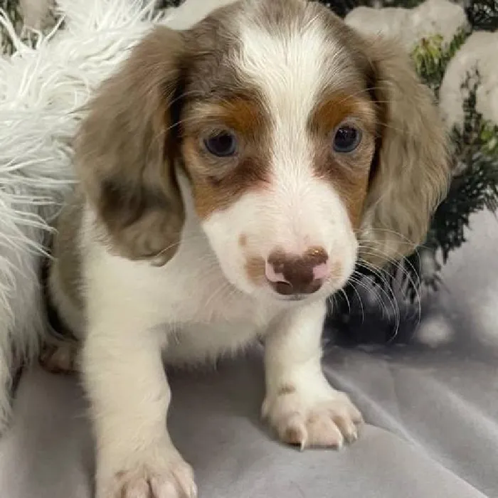 Male Dachshund Puppy for Sale in Monroeville, PA