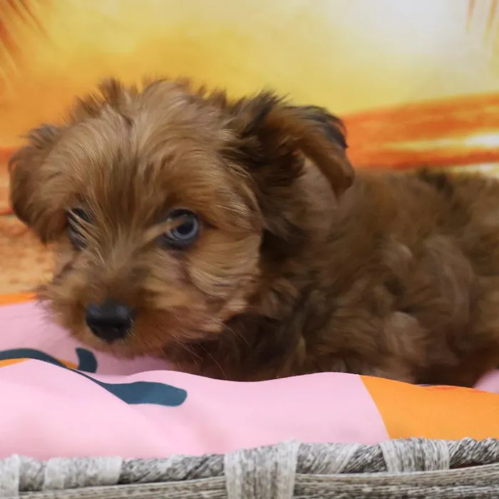 Male Yorkie puppy named Kai for sale at Petland Monroeville.