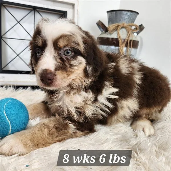 Male Australian Shepherd puppy named Harry for sale at Petland Monroeville.