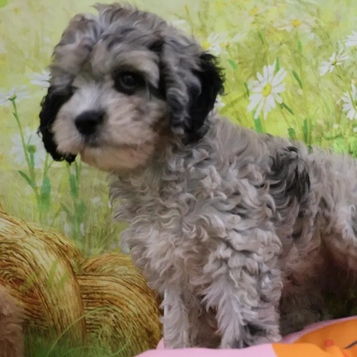 Female Cavapoo puppy named Judith for sale at Petland Monroeville.