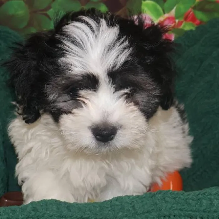 Male Teddy Bear Puppy for Sale in Monroeville, PA