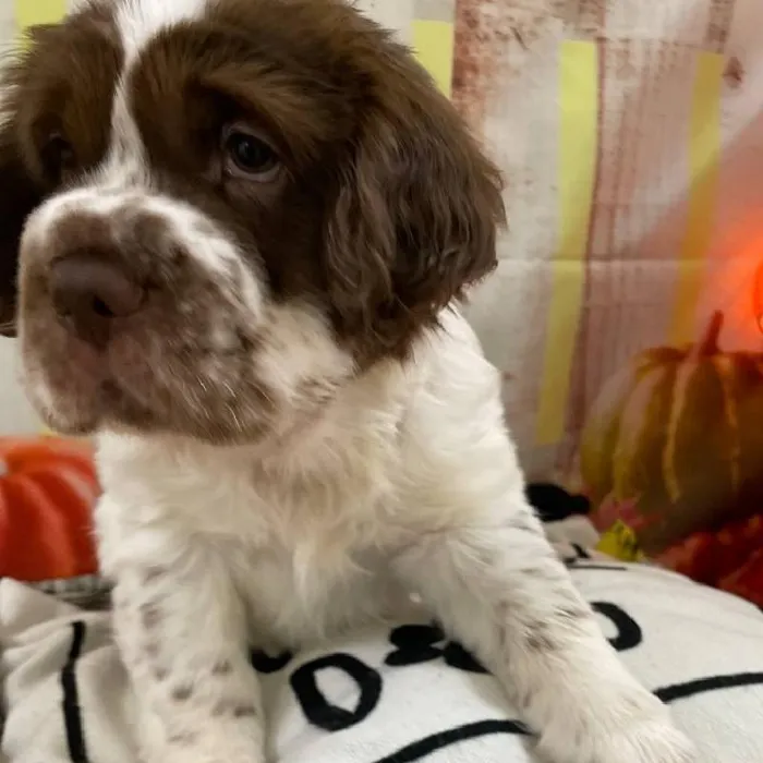 Male Mini Hippo Puppy for Sale in Monroeville, PA