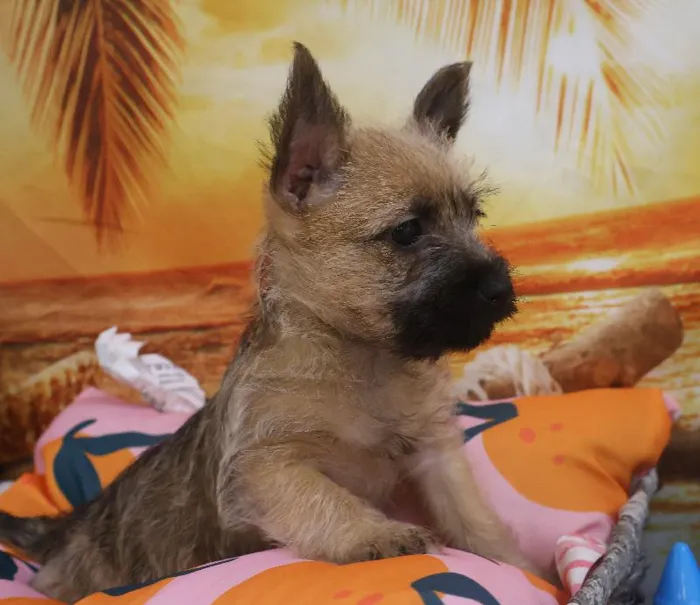 Female Cairn Terrier Puppy for Sale in Monroeville, PA