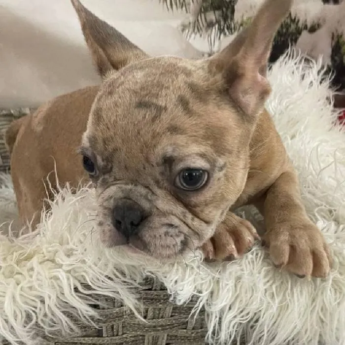 Male French Bulldog Puppy for Sale in Monroeville, PA