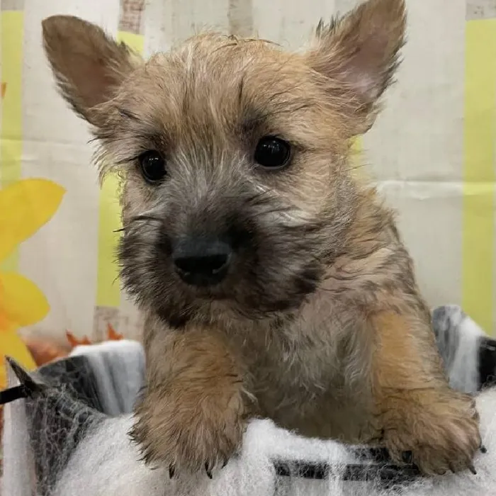 Female Cairn Terrier Puppy for Sale in Monroeville, PA