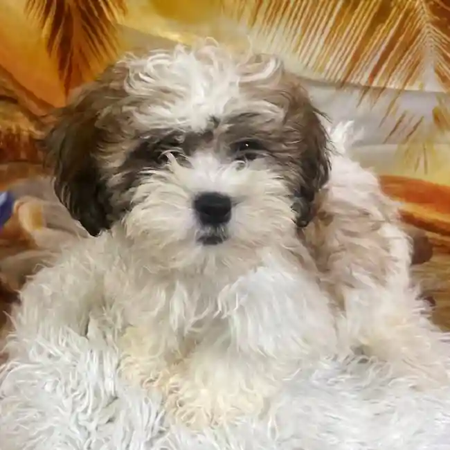 Female Teddy Bear Puppy for Sale in Monroeville, PA