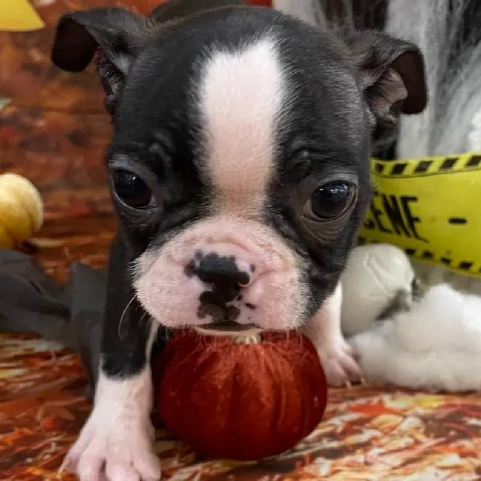 Male Boston Terrier Puppy for Sale in Monroeville, PA