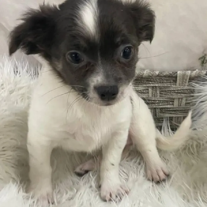 Female Chihuahua Puppy for Sale in Monroeville, PA