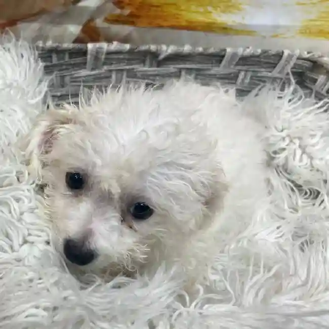 Female Bichon Puppy for Sale in Monroeville, PA