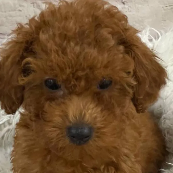 Female Poodle Puppy for Sale in Monroeville, PA