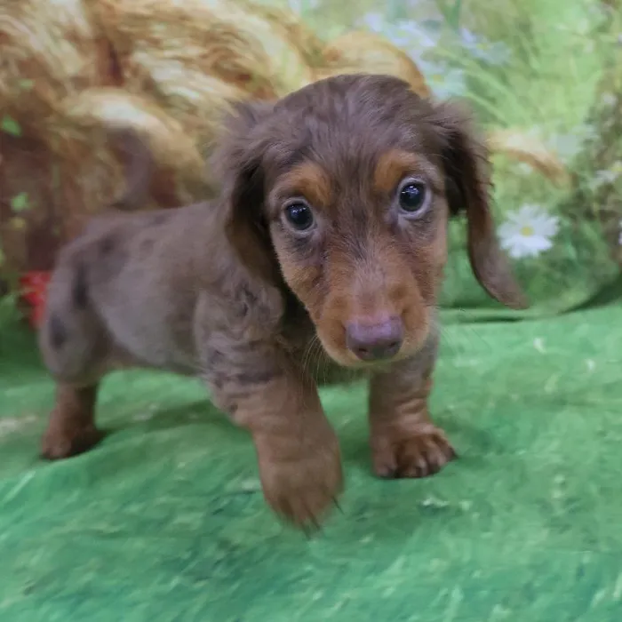 Male Chiweenie puppy named Prince for sale at Petland Monroeville.