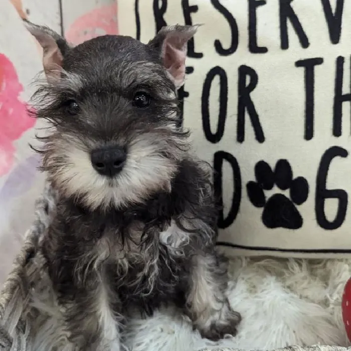 Female Mini Schnauzer Puppy for Sale in Monroeville, PA