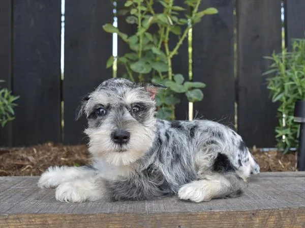 Male Mini Schnauzer puppy named Ash for sale at Petland Monroeville.