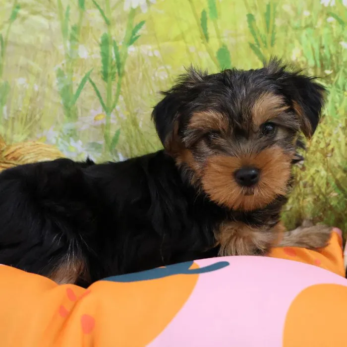 Female Yorkie puppy named Princess for sale at Petland Monroeville.