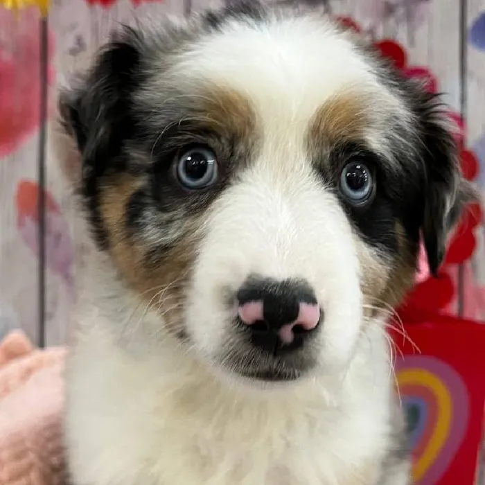 Male Australian Shepherd Puppy for Sale in Monroeville, PA