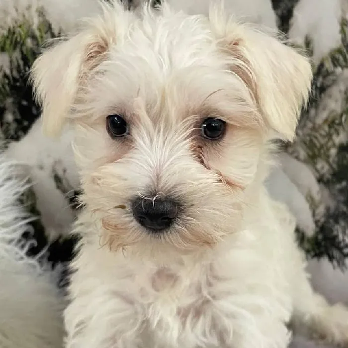 Female Mini Schnauzer Puppy for Sale in Monroeville, PA