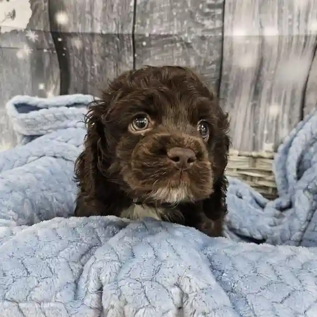 Male Cockapoo Puppy for Sale in Monroeville, PA