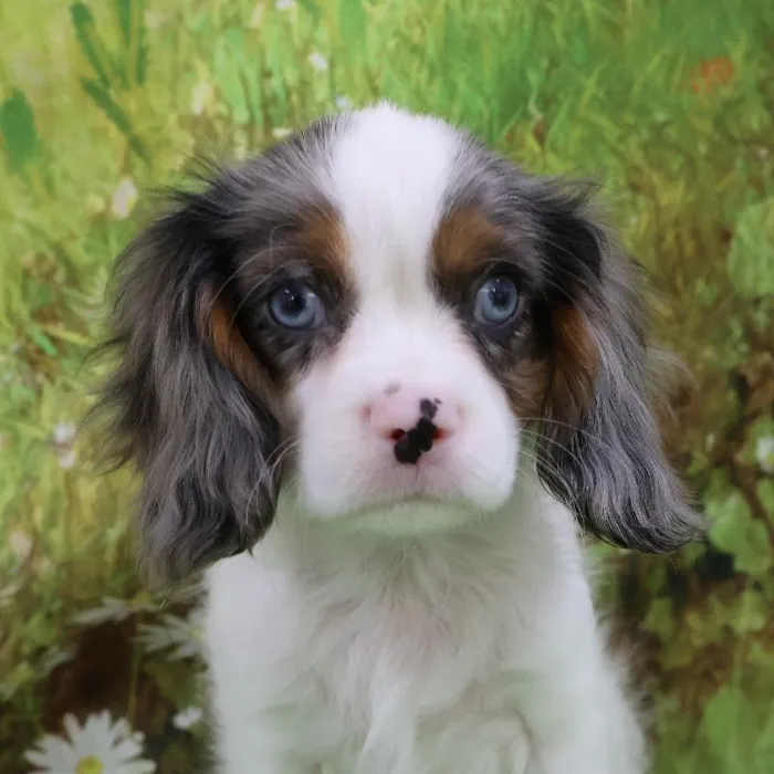 Male Cavalier King Charles Spaniel puppy named Shane for sale at Petland Monroeville.