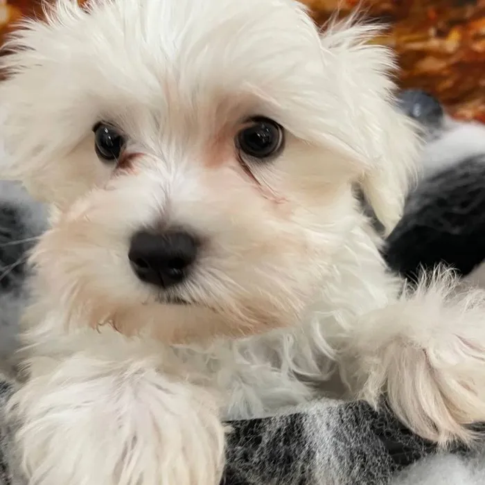 Male Maltese Puppy for Sale in Monroeville, PA