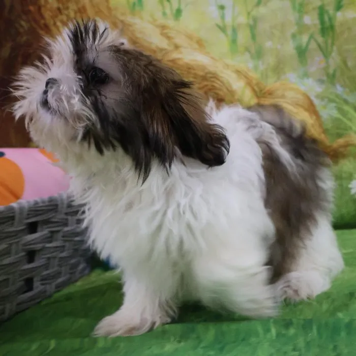 Female Shih Tzu puppy named Jenna for sale at Petland Monroeville.