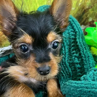 Female Yorkie Puppy for Sale in Monroeville, PA