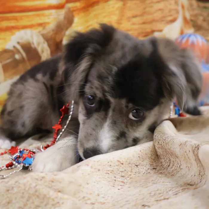 Female Miniature Australian Shepherd puppy named Sybil for sale at Petland Monroeville.