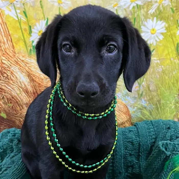 Female Labrador Retriever Puppy for Sale in Monroeville, PA