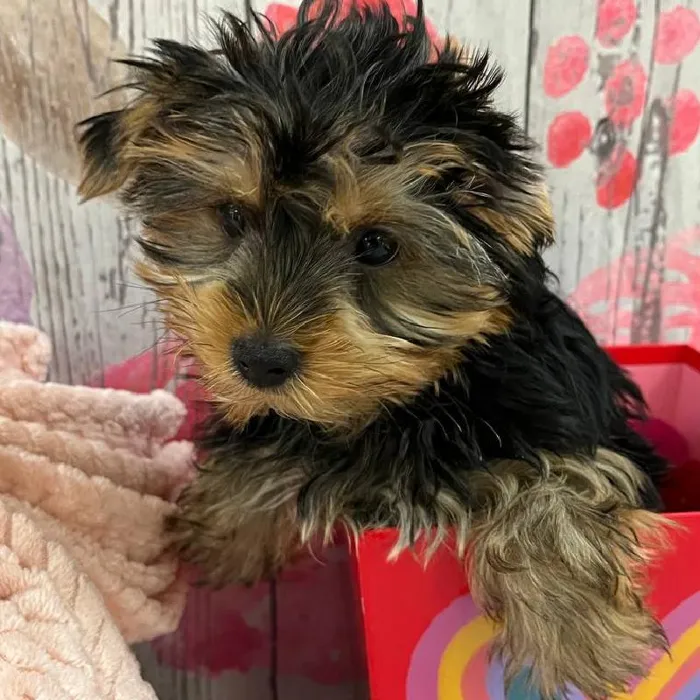 Male Yorkie Puppy for Sale in Monroeville, PA