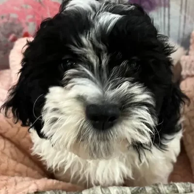 Male Teddy Bear Puppy for Sale in Monroeville, PA