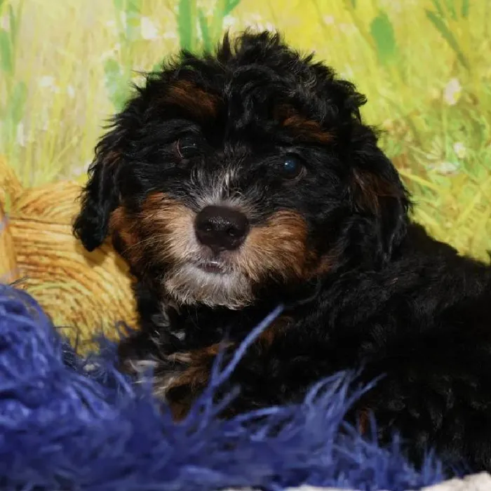 Male Mini Bernadoodle puppy named Jackson for sale at Petland Monroeville.