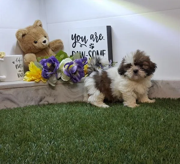 Male Shih Tzu puppy for sale at Petland Monroeville.